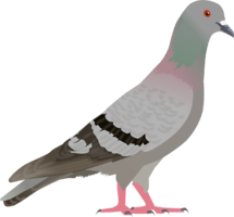 animals & pigeon free transparent png image.
