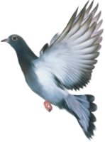 animals & Pigeon free transparent png image.