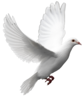 animals & Pigeon free transparent png image.