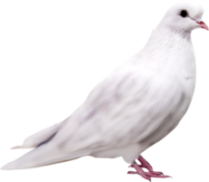 animals & pigeon free transparent png image.