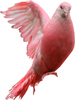 animals & Pigeon free transparent png image.