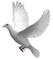 animals & pigeon free transparent png image.