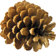 nature & Pine cone free transparent png image.