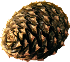 nature & Pine cone free transparent png image.