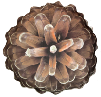 nature & Pine cone free transparent png image.