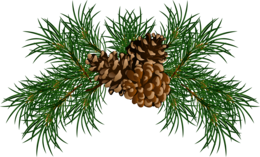 nature & Pine cone free transparent png image.