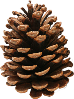 nature & pine cone free transparent png image.