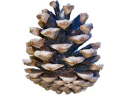 nature & pine cone free transparent png image.