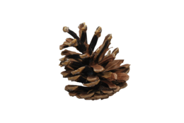 nature & Pine cone free transparent png image.