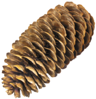 nature & pine cone free transparent png image.