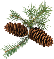 nature & pine cone free transparent png image.