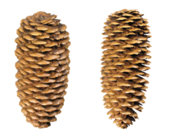 nature & Pine cone free transparent png image.
