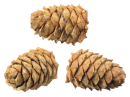 nature & Pine cone free transparent png image.