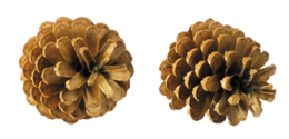 nature & Pine cone free transparent png image.