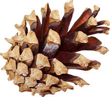 nature & Pine cone free transparent png image.