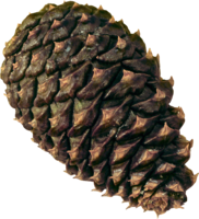 nature & pine cone free transparent png image.