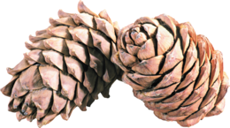 nature & Pine cone free transparent png image.