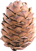 nature & Pine cone free transparent png image.