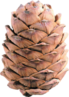 nature & pine cone free transparent png image.