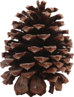 nature & Pine cone free transparent png image.