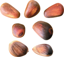 fruits & pine nuts free transparent png image.