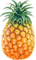 fruits & Pineapple free transparent png image.