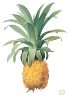 fruits & Pineapple free transparent png image.