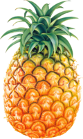 fruits & Pineapple free transparent png image.