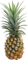 fruits & Pineapple free transparent png image.