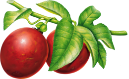 fruits & plum free transparent png image.