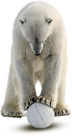 animals & Polar bear free transparent png image.