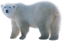 animals & Polar bear free transparent png image.