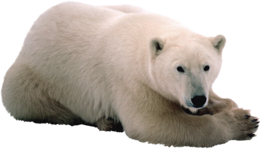 animals & polar bear free transparent png image.
