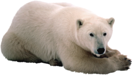 animals & Polar bear free transparent png image.