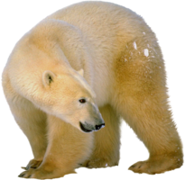 animals & Polar bear free transparent png image.