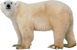 animals & polar bear free transparent png image.