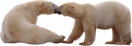 animals & polar bear free transparent png image.