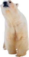 animals & Polar bear free transparent png image.