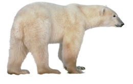 animals & polar bear free transparent png image.