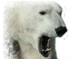 animals & Polar bear free transparent png image.