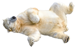 animals & Polar bear free transparent png image.