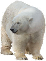 animals & Polar bear free transparent png image.