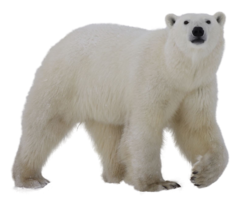 animals & Polar bear free transparent png image.