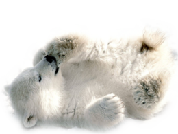 animals & polar bear free transparent png image.