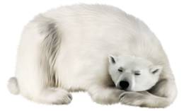 animals & polar bear free transparent png image.