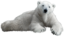 animals & polar bear free transparent png image.