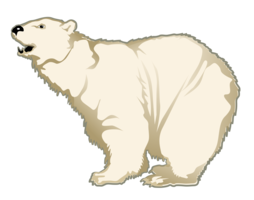 animals & Polar bear free transparent png image.