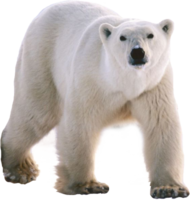 animals & Polar bear free transparent png image.