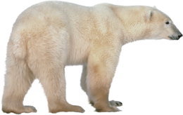 animals & polar bear free transparent png image.