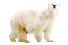 animals & Polar bear free transparent png image.